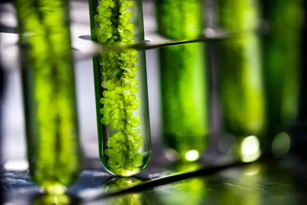Algae Omega-3: A Plant-Based Alternative for Heart and Brain Health